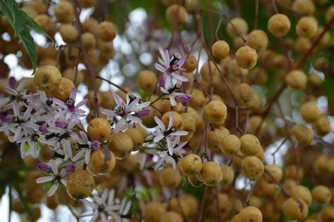 are china berries poisonous to horses